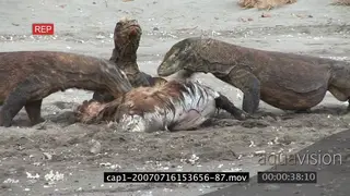 Komodo Dragons feeding on a kill and moving on riverbank MWS ZI MLS HAND