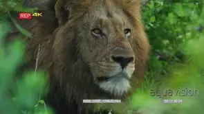 Medium close up shot of big male lion sitting under green bushes facing towards camera