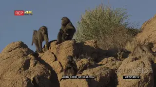 Chacma Baboon troop on rocks with young feeding LA MWS