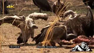 Vultures gather around to feed on the dead carcass remains, a Wild Dog to chase them away.