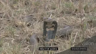 Mozambique Spitting Cobra laying and moving a little on grass LS ZI MLS MS