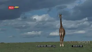 Giraffe standing on grass looking around LS HAND