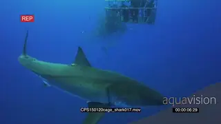 Divers underwater in ocean in a shark cage and a Great White Shark swimming near them LWS.