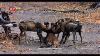African Wild Dogs at a fresh Impala Kill, feeding and tearing at flesh