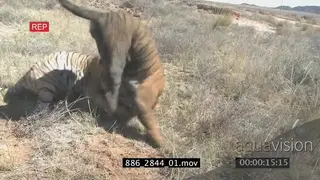 Two Bengal Tigers fighting AmCam