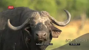 Slow motion of buffalo bull looking at camera and flapping ears