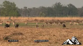 Pack of Wild dogs stalking a herd Red Lechwe standing and grazing in the Okavango Delta