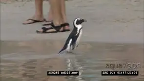 African Penguins at Boulders Beach