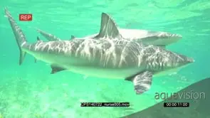 Nurse Sharks swimming underwater passing by camera MLS PAN SLOWMO