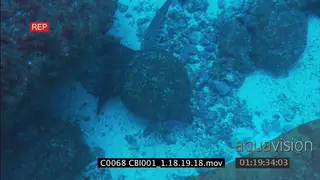 Green Sea Turtle (Chelonia mydas) swimming gliding down to reef floor.