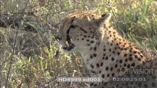 Cheetah pair laying down looking around in FG Zebras alerted investigating cheetahs…