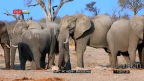 African Elephant herd drinking at the waterhole GOOD LIGHT