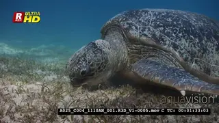 An Extreme Close Up, tracking shot of the face of a Green Sea Turtle mydas.