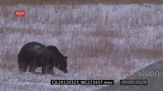 Grizzly Bear walking and looking around on snowy prairie LS PAN