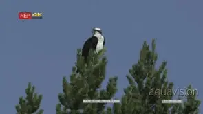 osprey on top of pine tree