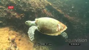 Hawksbill Sea Turtle swimming underwater in ocean deep CU PAN UW