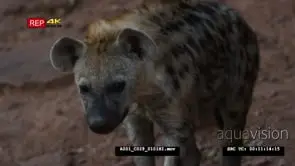 Spotted Hyena walk towards camera