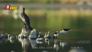 Blackwinged Stilt and whitebacked vulture walking inside water,standing on rock and.