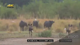 Wild dog pack patrolling hunting running toward Cape buffalo herd grazing GREEN LS ZI PAN.