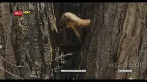 Pine Marten eating on a tree MLS