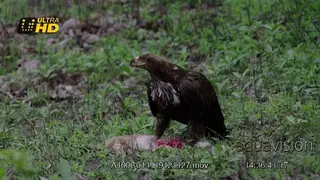 Steppe eagle feeding on impala lamb carcass