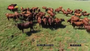 Drone Aerial over cow herd grazing GOOD LIGHT