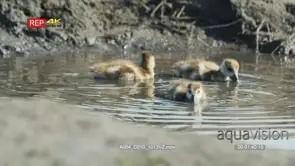 Egyptian goose goslings paddling in puddle