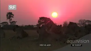 African Lion Pride resting on savannah in red sky Sunset