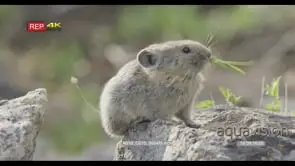 Pika on a rock feeding on grass PROFILE GOOD LIGHT
