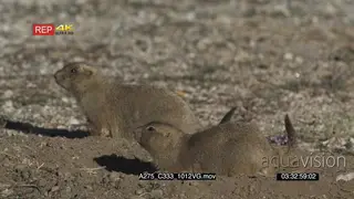 Prairie Dogs walking and looking around on prairie MLS