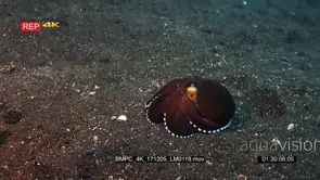 Close up shot of a Veined octopus or coconut octopus.