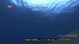 Green Sea Turtle swimming to surface and take breath MWS UW