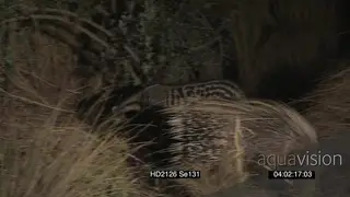 African Civet Cape Porcupine foraging walking past each other at NIGHT