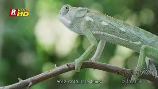 Veiled Chameleon walking back and forth, looking around and checking territory.