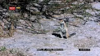 Cape ground squirrel standing on its hid legs rushes off