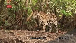Jaguar (Panthera onca) hunting on riverbank in the Pantanal