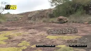 Puff Adder snake basking on a rocky outcrop