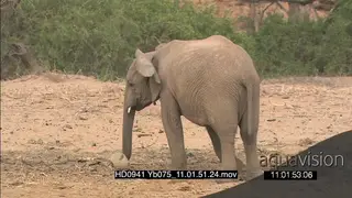 Sub-adult African elephant playing with plastic container as juvenile walks in social…
