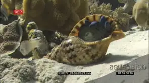 Coral reef scenic landscape Clams
