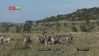 Zebra and Blue Wildebeest herds standing moving and grazing on the Savannah XWS