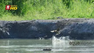 Flock of European bee-eater in flight, searching.