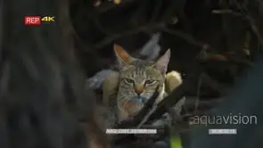 African wildcat lying behind trees facing camera