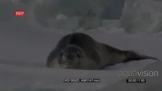 Leopard Seal laying and moving on ice in ocean WS ZI MLS HAND