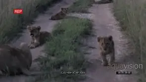 African Lioness and Male Lion Sitting in Long thick grass while the Lion cubs are walking.