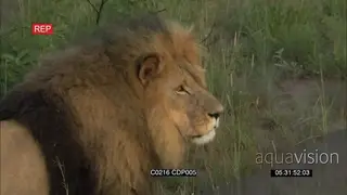 African Male Lion Walking around the Field Alert Searching for Prey with Lioness and.