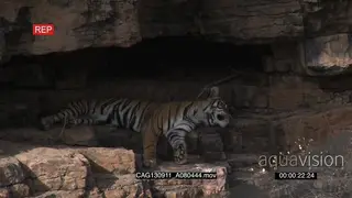 Tiger resting on a cliff yawning then sleeping MWS