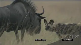African Wild dogs surrounding stalking hunting Blue Wildebeests in defensive protective.