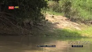 Jaguar (Panthera onca) scent marking and walking uphill on riverbank.