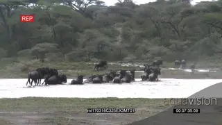 A Herd of Blue Wildebeests Migrating and Running across the River into the Bushveld MLS