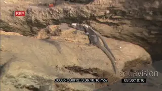 Galapagos marine iguanas laying on rocks on seaside ZO SHAKY MWS